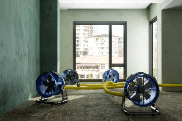 Best Ceiling water damage repair  in Carle Place, NY